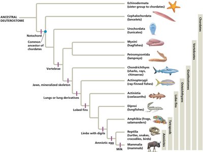 Vertebrate phylogeny