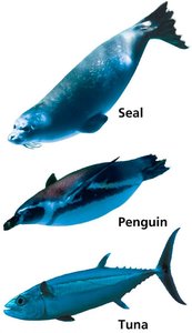 Human digestive system