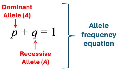 Hardy-Weinberg allele frequency equation