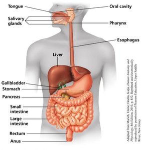 Pulmonary and systemic circuits