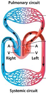 Countercurrent exchange in gills