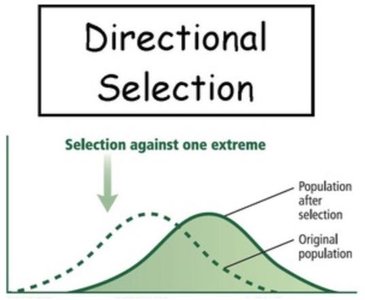 Directional selection graph