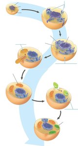 Endosymbiotic theory diagram