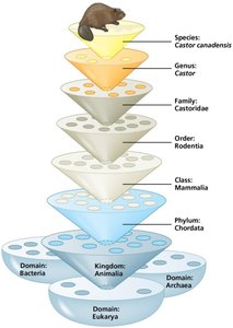 Hierarchical classification of taxa