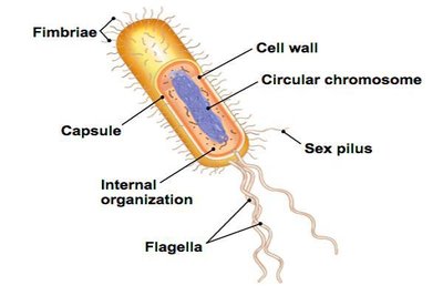 Prokaryote cell structure