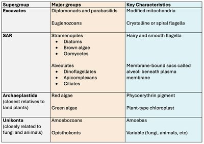 Protist supergroups and characteristics table