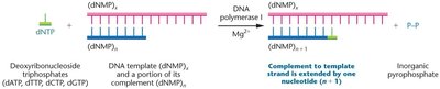 DNA polymerase catalyzing the addition of a nucleotide to a growing DNA strand