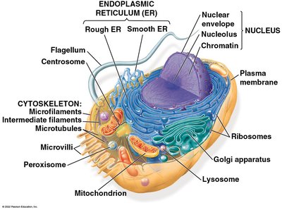 Diagram of a typical plant cell