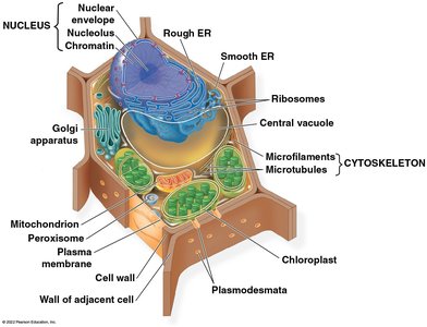 Structure of the plasma membrane