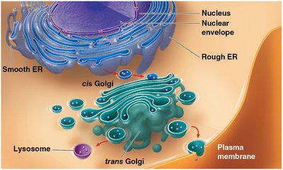 Endomembrane system functions