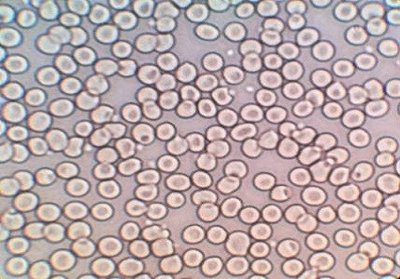 Light microscope image of cells