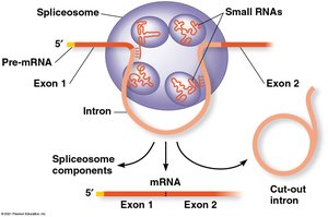 Spliceosome mechanism