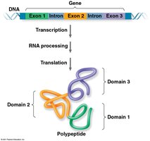 Exon coding for protein domains