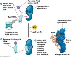 Aminoacyl-tRNA synthetase mechanism