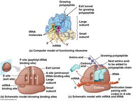 Ribosome structure and tRNA binding sites