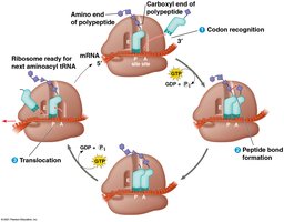 Stages of translation: codon recognition, peptide bond formation, translocation
