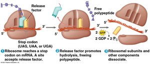 Termination of translation