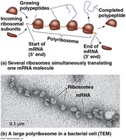 Polyribosome structure and function