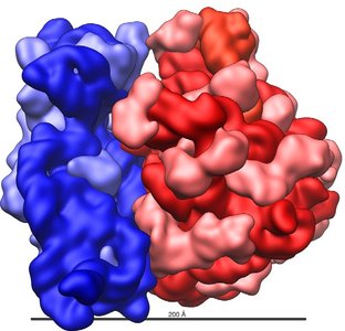 Ribosome structure