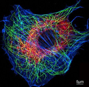 Fluorescent image of cytoskeleton