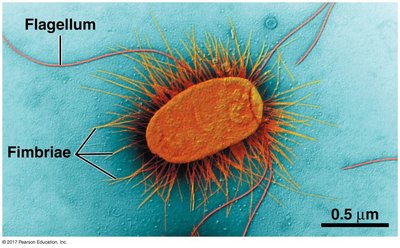 Bacterial cell with fimbriae and flagellum