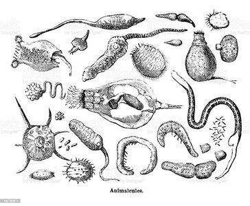 Anton van Leeuwenhoek's drawing of animalcules