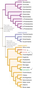 Phylogenetic tree of life showing domains and major groups