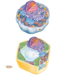 Generalized animal and plant cells