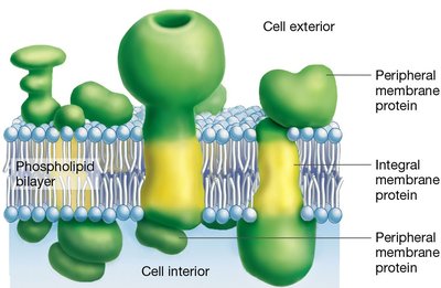 Structure of the plasma membrane
