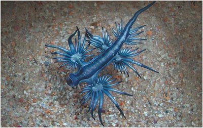 Blue dragon (Glaucus atlanticus), a striking invertebrate