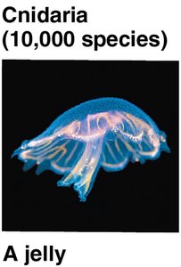Cnidaria: A jelly