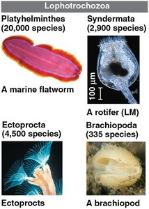 Lophotrochozoa: Examples of major groups