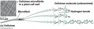 Structure of cellulose and its hydrogen bonding