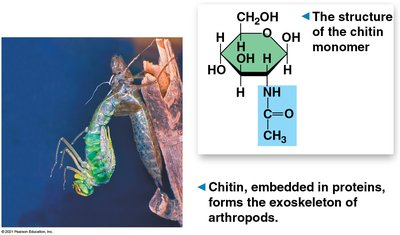 Structure and function of chitin