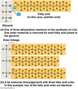 Synthesis of a fat molecule (triacylglycerol)