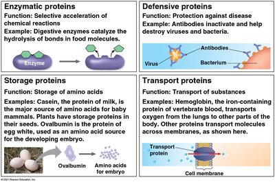 Examples of protein functions