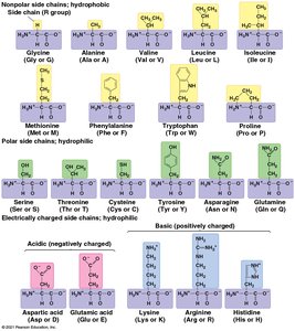 Structures of the 20 amino acids