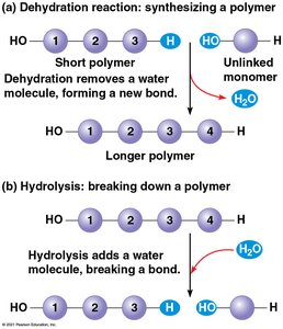 Dehydration and hydrolysis reactions in polymer synthesis and breakdown