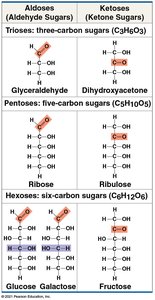 Classification of monosaccharides: aldoses and ketoses