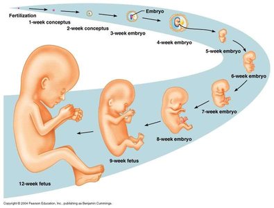 Stages of human embryonic and fetal development