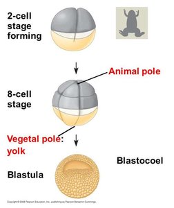 Animal and vegetal poles in frog egg cleavage