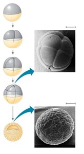 Cleavage and blastula formation in frog eggs