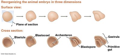 Gastrulation: formation of germ layers and primitive gut