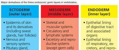 Table of germ layer derivatives