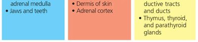 Continuation of germ layer derivatives table