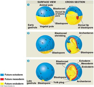 Gastrulation in frog embryo: surface and cross-section views