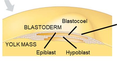 Blastoderm structure in chick embryo