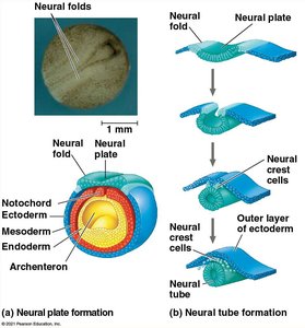 Neural plate and tube formation