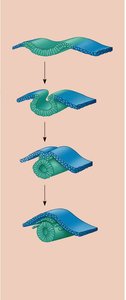 Neural tube formation from neural plate
