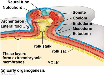Early organogenesis: cross-section of chick embryo